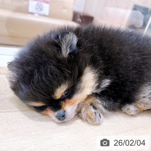 大阪府のポメラニアン (ペットプラス イオン大日店/2025年12月2日生まれ/男の子/ブラックタン)の子犬の3枚目の画像