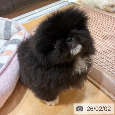 奈良県のペキニーズ (ペットプラス 大和郡山店/2025年12月1日生まれ/男の子/ブラック)の子犬の3枚目の画像