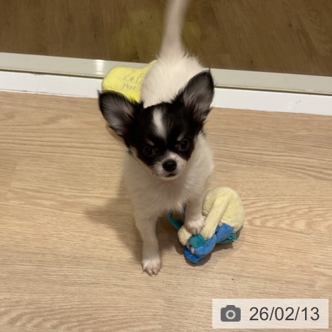 大阪府のチワワ(ロング) (ペットプラス 堺鉄砲町店/2025年12月1日生まれ/女の子/ホワイトブラックタン)の子犬の4枚目の画像