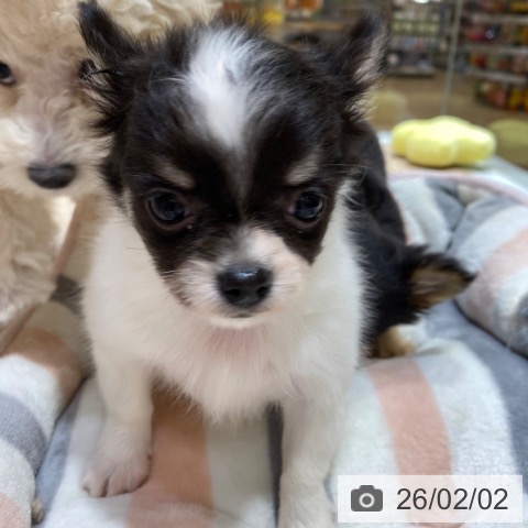 大阪府のチワワ(ロング) (ペットプラス 堺鉄砲町店/2025年12月1日生まれ/女の子/ホワイトブラックタン)の子犬の3枚目の画像