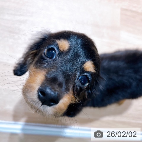 大阪府のミニチュアダックスフンド(ロング) (ペットプラス イオン大日店/2025年12月1日生まれ/男の子/ブラックタン)の子犬の4枚目の画像