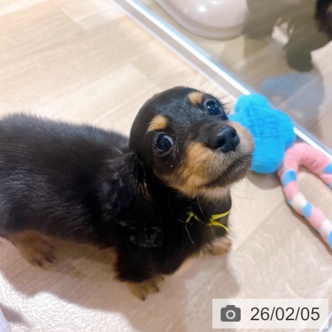 大阪府のミニチュアダックスフンド(ロング) (ペットプラス イオン大日店/2025年12月1日生まれ/男の子/ブラックタン)の子犬の4枚目の画像