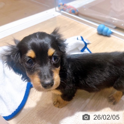 大阪府のミニチュアダックスフンド(ロング) (ペットプラス イオン大日店/2025年12月1日生まれ/男の子/ブラックタン)の子犬の3枚目の画像