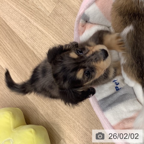 大阪府のミニチュアダックスフンド(ロング) (ペットプラス りんくう泉南店/2025年12月1日生まれ/男の子/シルバーダップル)の子犬の4枚目の画像