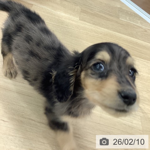 大阪府のミニチュアダックスフンド(ロング) (ペットプラス りんくう泉南店/2025年12月1日生まれ/男の子/シルバーダップル)の子犬の3枚目の画像