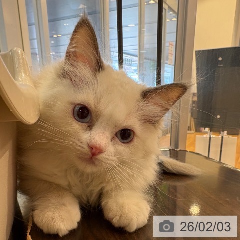 京都府のラグドール (ペットプラス イオンモールKYOTO店/2025年11月29日生まれ/女の子/シールポイントバイカラー)の子猫の3枚目の画像