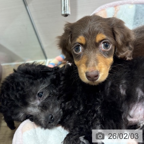 兵庫県のミニチュアダックスフンド(ロング) (ペットプラス 神戸三宮店/2025年12月3日生まれ/女の子/チョコレートタン)の子犬の4枚目の画像