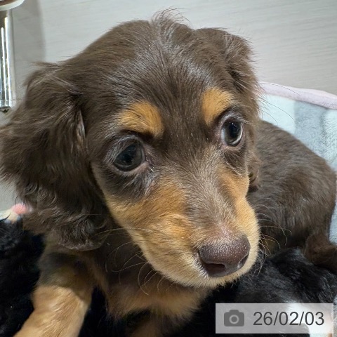 兵庫県のミニチュアダックスフンド(ロング) (ペットプラス 神戸三宮店/2025年12月3日生まれ/女の子/チョコレートタン)の子犬の3枚目の画像