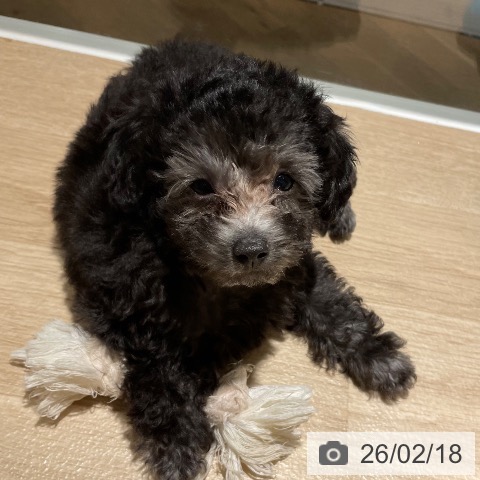 兵庫県のトイプードル(トイ) (ペットプラス 神戸三宮店/2025年12月1日生まれ/男の子/グレー)の子犬の4枚目の画像