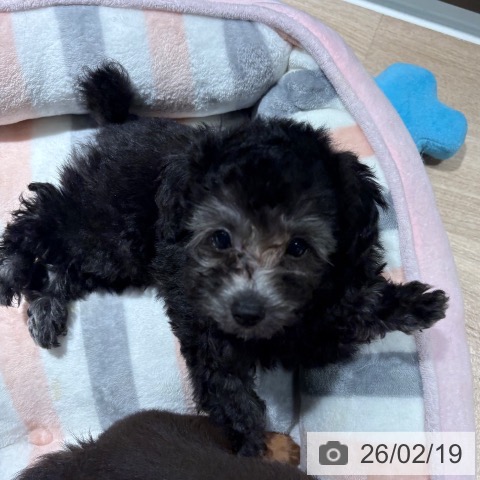 兵庫県のトイプードル(トイ) (ペットプラス 神戸三宮店/2025年12月1日生まれ/男の子/グレー)の子犬の3枚目の画像