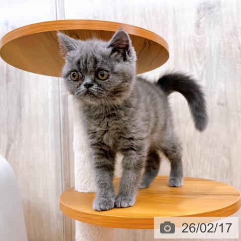 エキゾチック・ショートヘアの写真