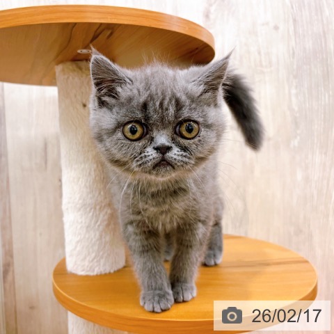 エキゾチック・ショートヘアの写真