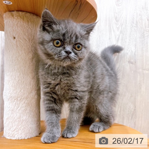 エキゾチック・ショートヘアの写真