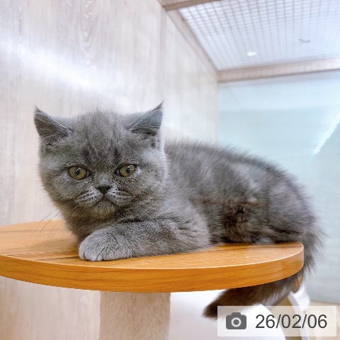 大阪府のエキゾチックショートヘアー (ペットプラス イオン大日店/2025年11月22日生まれ/女の子/ブルータビー)の子猫の3枚目の画像