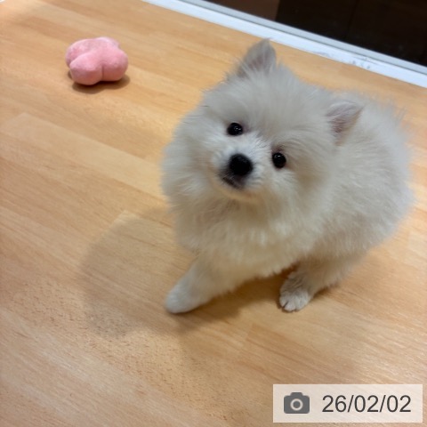 奈良県のポメラニアン (ペットプラス 大和郡山店/2025年12月1日生まれ/男の子/クリーム)の子犬の4枚目の画像