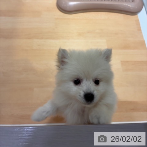 奈良県のポメラニアン (ペットプラス 大和郡山店/2025年12月1日生まれ/男の子/クリーム)の子犬の3枚目の画像