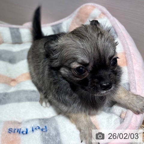 兵庫県のチワワ(ロング) (ペットプラス 神戸三宮店/2025年12月2日生まれ/女の子/セーブル)の子犬の4枚目の画像