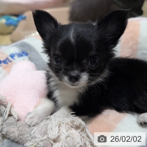 チワワの写真