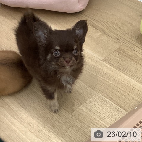 大阪府のチワワ(ロング) (ペットプラス りんくう泉南店/2025年12月2日生まれ/女の子/チョコレートタン)の子犬の4枚目の画像