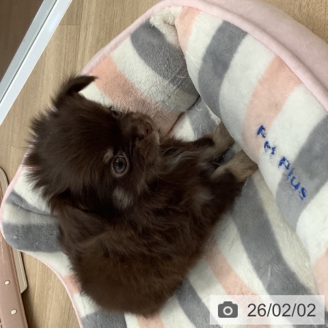 大阪府のチワワ(ロング) (ペットプラス りんくう泉南店/2025年12月2日生まれ/女の子/チョコレートタン)の子犬の3枚目の画像