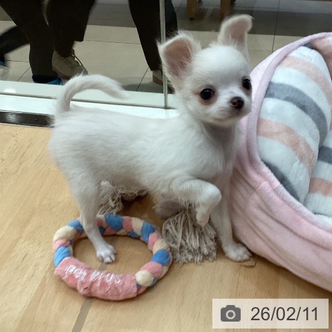 チワワの写真