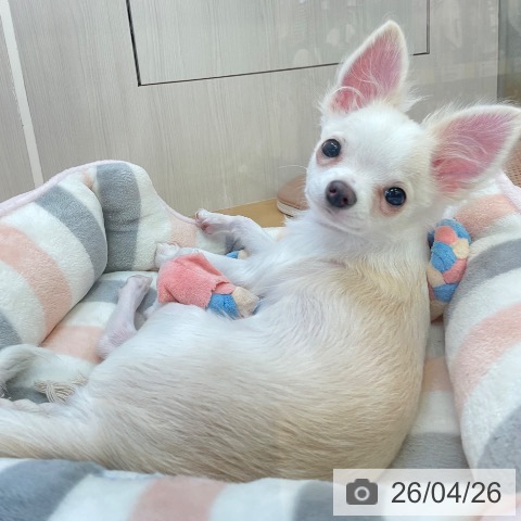 新潟県のチワワ(ロング) (ペットプラス 新潟青山店/2025年12月2日生まれ/男の子/クリームホワイト)の子犬の4枚目の画像