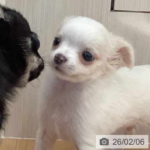 新潟県のチワワ(ロング) (ペットプラス 新潟青山店/2025年12月2日生まれ/男の子/クリームホワイト)の子犬の3枚目の画像