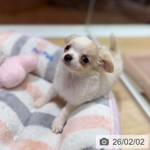 大阪府のチワワ(ロング) (ペットプラス 四條畷店/2025年12月2日生まれ/女の子/クリームホワイト)の子犬の4枚目の画像