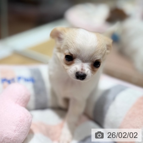 大阪府のチワワ(ロング) (ペットプラス 四條畷店/2025年12月2日生まれ/女の子/クリームホワイト)の子犬の3枚目の画像