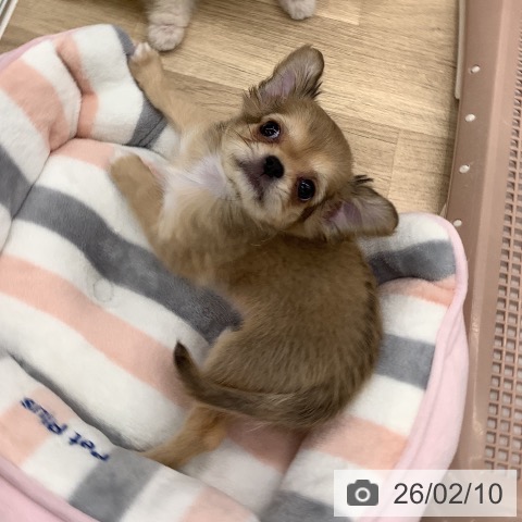大阪府のチワワ(ロング) (ペットプラス りんくう泉南店/2025年12月4日生まれ/女の子/レッドホワイト)の子犬の4枚目の画像
