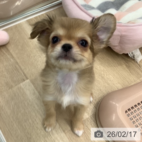 大阪府のチワワ(ロング) (ペットプラス りんくう泉南店/2025年12月4日生まれ/女の子/レッドホワイト)の子犬の4枚目の画像
