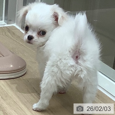 大阪府のチワワ(ロング) (ペットプラス 鶴見店/2025年12月4日生まれ/女の子/ホワイトクリーム)の子犬の4枚目の画像