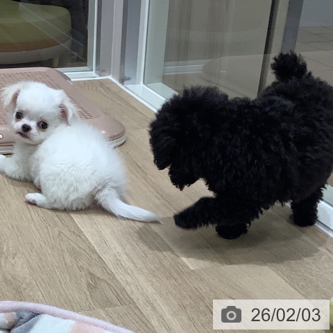 大阪府のチワワ(ロング) (ペットプラス 鶴見店/2025年12月4日生まれ/女の子/ホワイトクリーム)の子犬の3枚目の画像