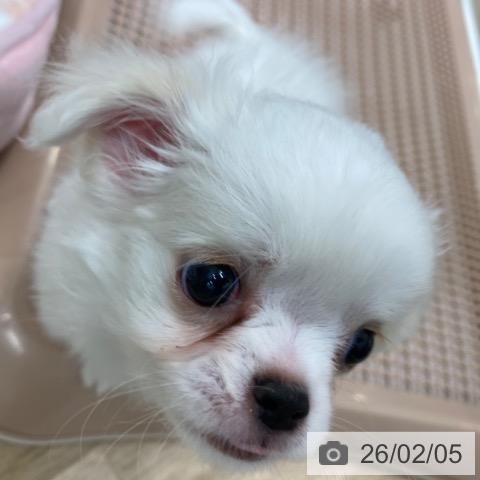 大阪府のチワワ(ロング) (ペットプラス 鶴見店/2025年12月4日生まれ/女の子/ホワイトクリーム)の子犬の3枚目の画像