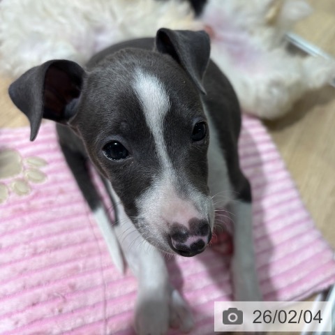 大阪府のイタリアングレーハウンド (ペットプラス イオン大日店/2025年11月29日生まれ/男の子/ブルーホワイト)の子犬の4枚目の画像