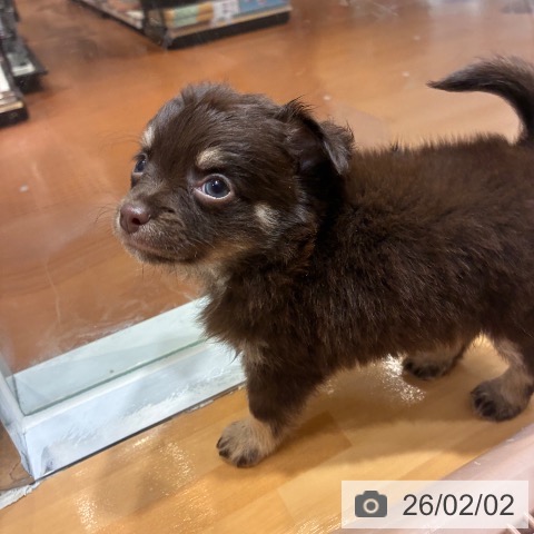 奈良県のチワワ(ロング) (ペットプラス 大和郡山店/2025年12月3日生まれ/男の子/チョコレートタン)の子犬の4枚目の画像