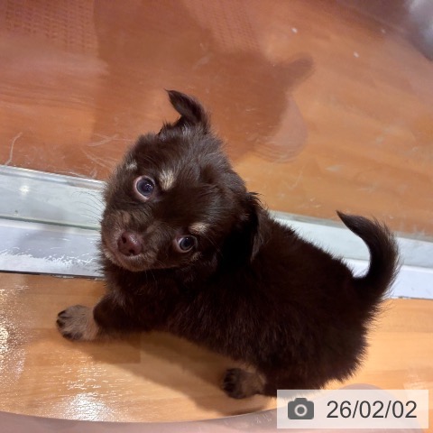 奈良県のチワワ(ロング) (ペットプラス 大和郡山店/2025年12月3日生まれ/男の子/チョコレートタン)の子犬の3枚目の画像