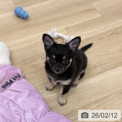 京都府のチワワ(ロング) (ペットプラス 久御山店/2025年12月3日生まれ/男の子/ブラッククリーム)の子犬の4枚目の画像