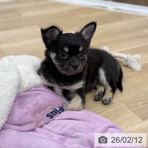 京都府のチワワ(ロング) (ペットプラス 久御山店/2025年12月3日生まれ/男の子/ブラッククリーム)の子犬の3枚目の画像