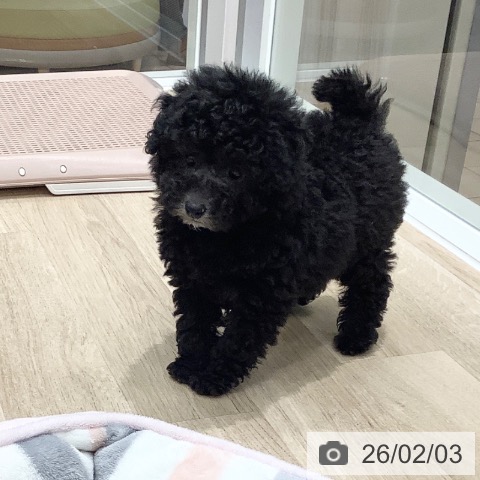 トイ・プードルの写真