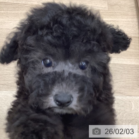 トイ・プードルの写真