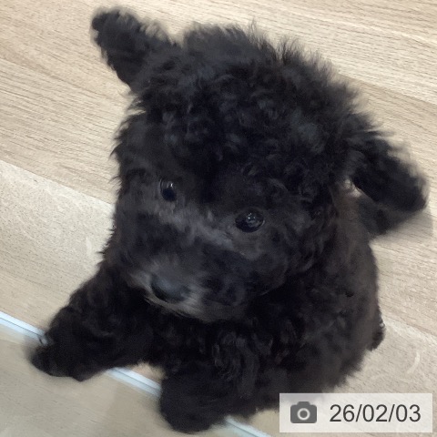 トイ・プードルの写真