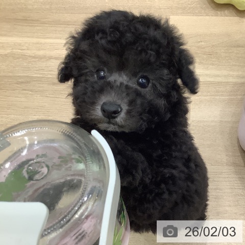 トイ・プードルの写真