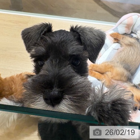 兵庫県のミニチュアシュナウザー (ペットプラス 神戸三宮店/2025年12月3日生まれ/女の子/ソルトペッパー)の子犬の3枚目の画像