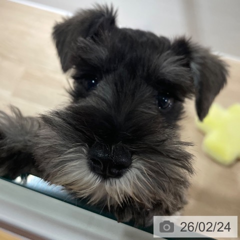 兵庫県のミニチュアシュナウザー (ペットプラス 神戸三宮店/2025年12月3日生まれ/女の子/ソルトペッパー)の子犬の3枚目の画像