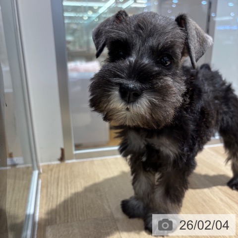 ミニチュア・シュナウザーの写真