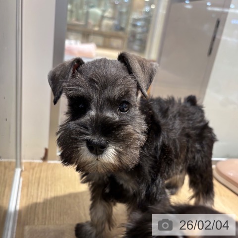 ミニチュア・シュナウザーの写真