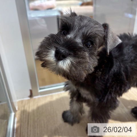 ミニチュア・シュナウザーの写真