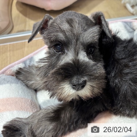 ミニチュア・シュナウザーの写真