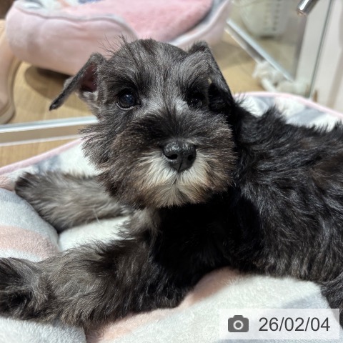 ミニチュア・シュナウザーの写真